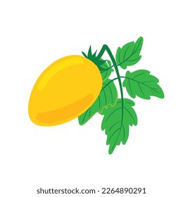 Drawing illustration of tomatoes hand drawing