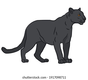 drawing illustration of the wild black panther