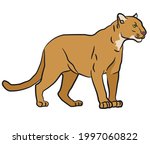 drawing illustration of the wild mountain lion