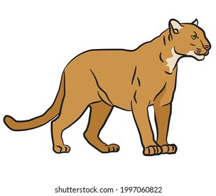 drawing illustration of the wild mountain lion