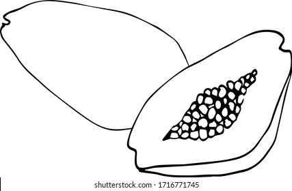 Drawing illustrations of papaya sketch vector design fruit healthy natural fresh tropical organic exotic