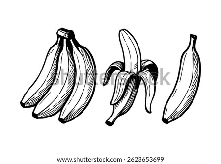 Drawing with the image of bananas in different versions. Vector illustration. Hand drawing. The style of engraving.