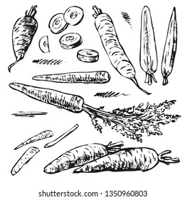 Drawing with the image of carrots in different versions. Vector illustration. Hand drawing. The technique of the sketch.