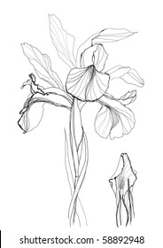 drawing iris flower