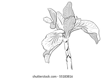 Drawing iris isolated on the white