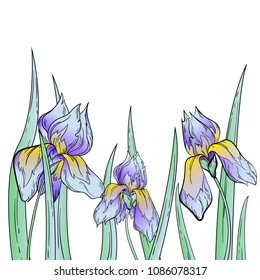 Drawing irises flowers on white background.
