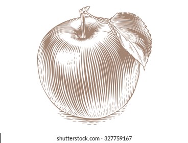 Drawing of isolated apple on the white background
