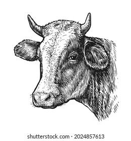 Drawing of isolated cow head with horns on white. Sketch vintage illustration