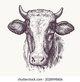 Drawing of isolated cow head with horns. Sketch vintage illustration