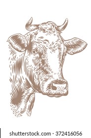 Drawing Of Isolated Cow Head With Horns On The White