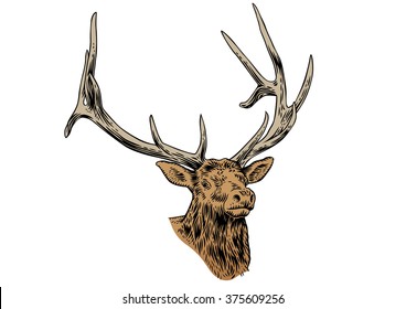 Drawing of isolated deer's head on the white background