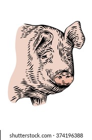 Drawing of isolated head of pig on the white background