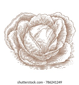 Drawing of isolated head of white cabbage