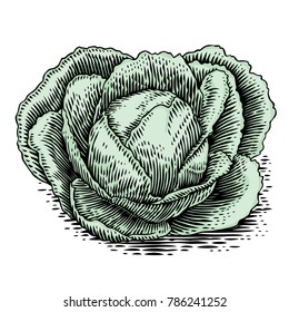 Drawing of isolated head of white cabbage