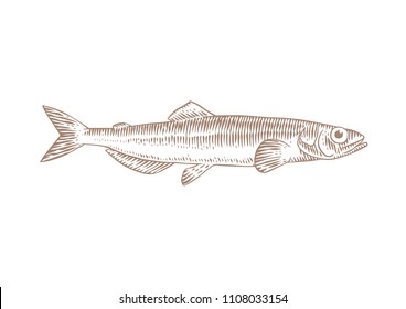 Drawing of isolated live capelin on the white