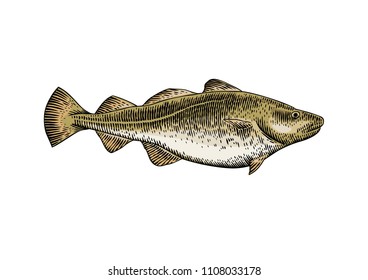 Drawing of isolated live codfish on the white