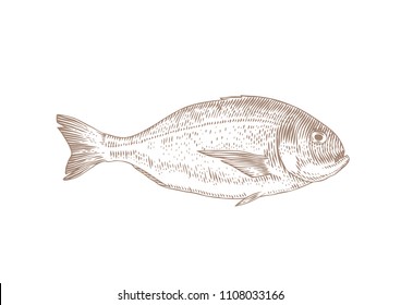 Drawing of isolated live dorado fish on the white