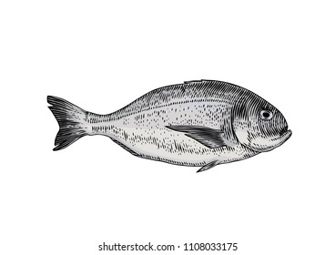 Drawing of isolated live dorado fish on the white