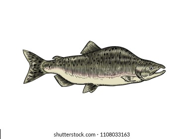 Drawing of isolated live humpback salmon on the white