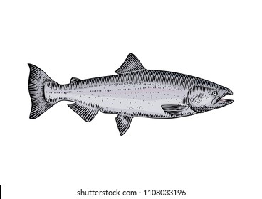 Drawing of isolated live salmon on the white