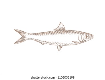 Drawing of isolated live sardine fish on the white