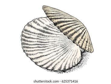 Drawing of isolated opened white scallop