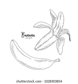 Drawing of isolated partially peeled banana on the white. Healthy food. Engraving sketch vintage style. Vector healthy food for menu, promotion, advertising, wrapping paper, labels, flyer.