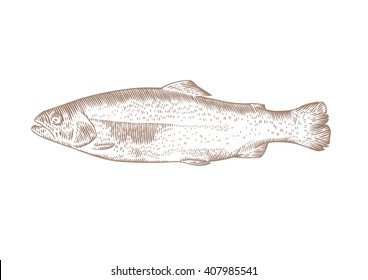 Drawing of isolated raw trout on the white background