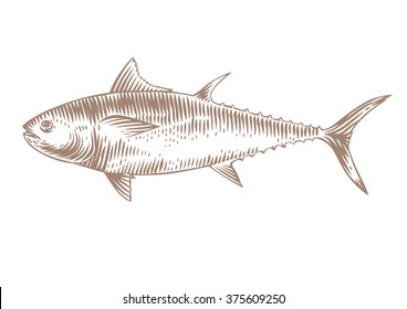 Drawing of isolated raw tuna on the white background