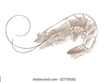 Drawing of isolated shrimp on the white background