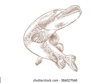 Drawing of isolated swimmimg pike on the white background