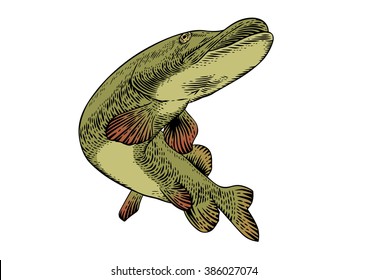 Drawing of isolated swimmimg pike on the white background