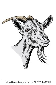 Drawing of isolated white goat head with horns on the white
