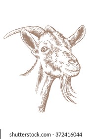 Drawing of isolated white goat head with horns on the white