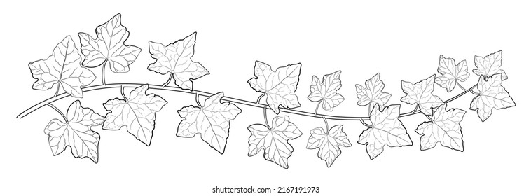 Drawing of ivy leaves isolated on white background. vector illustration