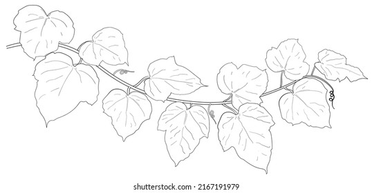 Drawing of ivy leaves isolated on white background. vector illustration