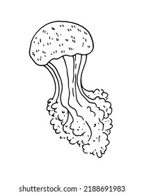 drawing of a jellyfish. a hand-drawn sea jellyfish in the style of a sketch with long tentacles with a pattern of dots and stripes highlighted with a black line on white for a design template