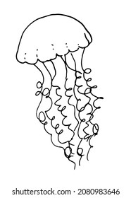 drawing of jellyfish. a hand-drawn sketch-style jellyfish with long spiral tentacles with a pattern of dots and stripes isolated by a black line on white for a design template