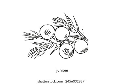 Zeichnung von Wacholderbeeren, handgezeichneter Stil