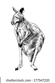 Drawing of a kangaroo. Vector illustration