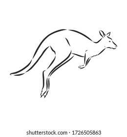 Drawing of a kangaroo. Vector illustration. kangaroo vector sketch illustration