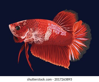 drawing koi betta fish, art.illustration, vector