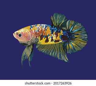 drawing koi betta fish, art.illustration, vector
