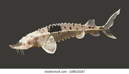 Drawing Lake Sturgeon, Rare, Exotic, Art.illustration, Vector