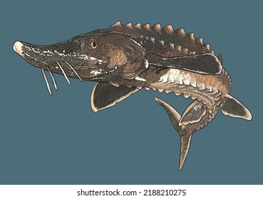 Drawing Lake Sturgeon, Rare, Exotic, Art.illustration, Vector