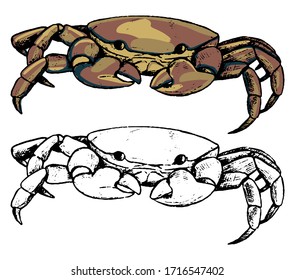 Drawing of land crab. Set of contour and color elements isolated on white. Hand drawn vector illustration in vintage, realistic, engraving, sketch style for design, decor, card, print, sticker, poster