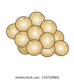 drawing of a lansium parasiticum icon for children's education