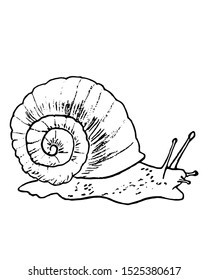 Drawing of a large snail on a white background for coloring with paints