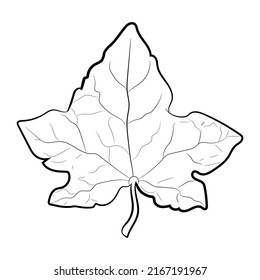 Drawing of leaf isolated on white, vector illustration.