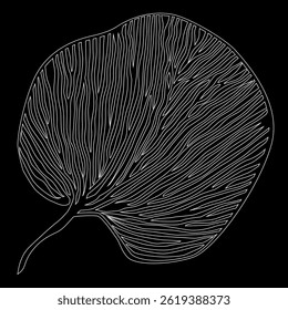 Desenho de folha com veias em um fundo preto